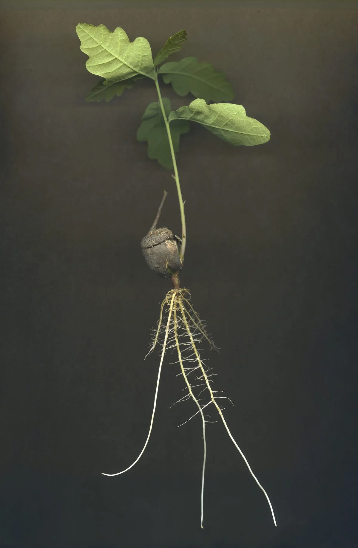 Clare Hewitt: Everything in the forest is the forest